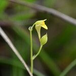 Utricularia andongensis Fleur