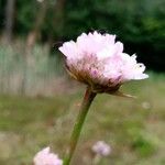 Armeria maritimaBlüte