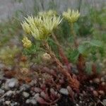 Petrosedum ochroleucumКветка