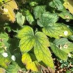 Eriocapitella × hybrida 葉