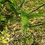 Achillea setacea Ліст