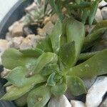 Echeveria agavoides Feuille