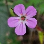 Geranium robertianumKvět