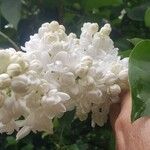 Syringa vulgarisBlüte