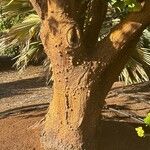 Erythrina sandwicensis Bark