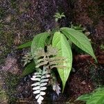 Piper perbrevicaule Alkat (teljes növény)