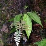 Piper perbrevicaule Habit