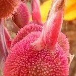 Canna indica Fruit