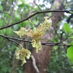 Monodora carolinae Flower