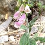 Digitalis minor Flor