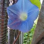 Ipomoea hederacea Bloem