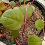 Chenopodium polyspermum Blad