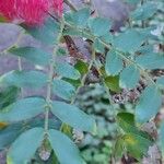 Calliandra haematocephala Hoja