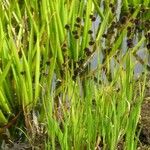 Juncus ensifolius Costuma