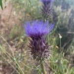 Cynara humilis Blodyn