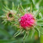 Symphyotrichum novae-angliae Flower