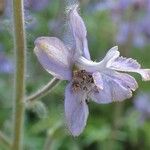 Delphinium staphisagria Kvet