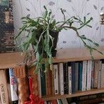 Schlumbergera bridgesii Fulla