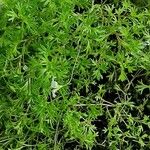 Saxifraga hypnoides List