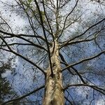 Platanus mexicana Агульны выгляд