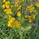 Tanacetum vulgareFlower