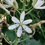 Camassia leichtlinii Flor