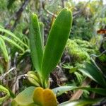 Angraecum borbonicum 葉