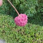 Cornus kousa Fruit