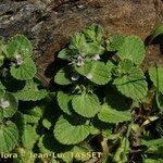 Stachys brachyclada Хабит