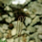 Scandix australis മറ്റ്