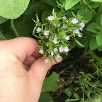 Satureja hortensis Blomst