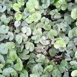 Dichondra repens Hoja