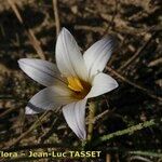 Romulea ramiflora Flor
