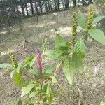 Phytolacca icosandraFruit