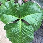Arisaema fargesii Likasa