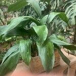 Aspidistra elatior 葉