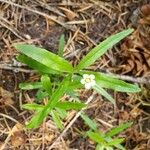 Moehringia macrophylla 花