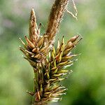 Carex luzulina Frukto