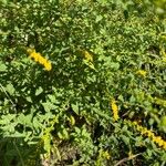 Solidago rugosa List