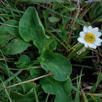 Caltha leptosepala Habitat