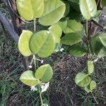 Hoya australis Fuelha