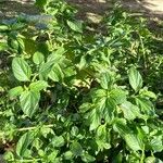 Lantana viburnoides Blad