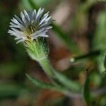 Erigeron lonchophyllus Цвят