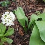 Lobularia maritimaFlor