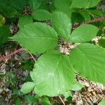 Rubus godronii Leaf