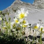 Papaver alpinum Хабит