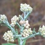 Pseudognaphalium undulatum Flower