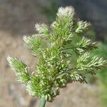 Polypogon viridis Blüte