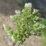 Polypogon viridis Kvet