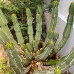 Euphorbia polyacantha叶